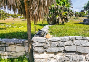 Antik Tulum 'daki kayalıklardaki dev Iguana kertenkele hayvanı, Tulum Mexico' daki tropik doğal orman palmiyesi ve deniz manzarasında tapınak kalıntıları ve eserlerle Maya bölgesini harabeye çeviriyor..