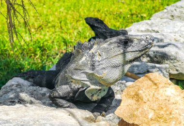 Antik Tulum 'daki kayalıklardaki dev Iguana kertenkele hayvanı, Tulum Mexico' daki tropik doğal orman palmiyesi ve deniz manzarasında tapınak kalıntıları ve eserlerle Maya bölgesini harabeye çeviriyor..