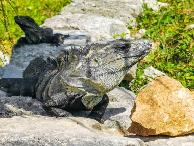Antik Tulum 'daki kayalıklardaki dev Iguana kertenkele hayvanı, Tulum Mexico' daki tropik doğal orman palmiyesi ve deniz manzarasında tapınak kalıntıları ve eserlerle Maya bölgesini harabeye çeviriyor..