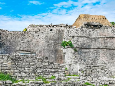Antik Tulum, Tulum Meksika 'daki tropikal doğal orman palmiyesi ve deniz manzarasında tapınak kalıntıları ve eserlerle Maya bölgesini harabeye çeviriyor..