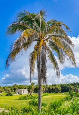 Antik Tulum, Tulum Meksika 'daki tropikal doğal orman palmiyesi ve deniz manzarasında tapınak kalıntıları ve eserlerle Maya bölgesini harabeye çeviriyor..