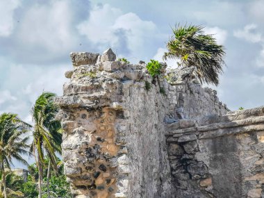 Antik Tulum, Tulum Meksika 'daki tropikal doğal orman palmiyesi ve deniz manzarasında tapınak kalıntıları ve eserlerle Maya bölgesini harabeye çeviriyor..