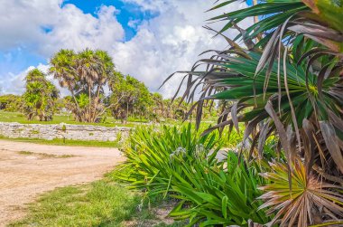 Antik Tulum, Tulum Meksika 'daki tropikal doğal orman palmiyesi ve deniz manzarasında tapınak kalıntıları ve eserlerle Maya bölgesini harabeye çeviriyor..