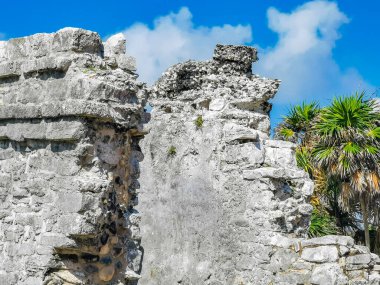Antik Tulum, Tulum Meksika 'daki tropikal doğal orman palmiyesi ve deniz manzarasında tapınak kalıntıları ve eserlerle Maya bölgesini harabeye çeviriyor..