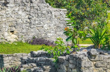 Antik Tulum, Tulum Meksika 'daki tropikal doğal orman palmiyesi ve deniz manzarasında tapınak kalıntıları ve eserlerle Maya bölgesini harabeye çeviriyor..