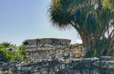 Antik Tulum, Tulum Meksika 'daki tropikal doğal orman palmiyesi ve deniz manzarasında tapınak kalıntıları ve eserlerle Maya bölgesini harabeye çeviriyor..