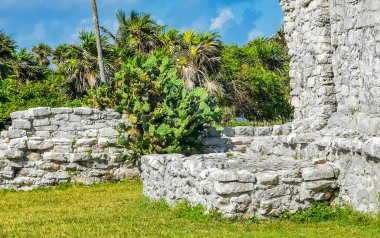 Antik Tulum, Tulum Meksika 'daki tropikal doğal orman palmiyesi ve deniz manzarasında tapınak kalıntıları ve eserlerle Maya bölgesini harabeye çeviriyor..
