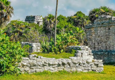 Antik Tulum, Tulum Meksika 'daki tropikal doğal orman palmiyesi ve deniz manzarasında tapınak kalıntıları ve eserlerle Maya bölgesini harabeye çeviriyor..