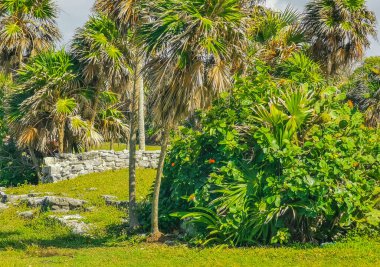 Antik Tulum, Tulum Meksika 'daki tropikal doğal orman palmiyesi ve deniz manzarasında tapınak kalıntıları ve eserlerle Maya bölgesini harabeye çeviriyor..
