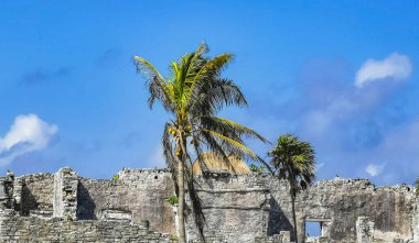 Antik Tulum, Tulum Meksika 'daki tropikal doğal orman palmiyesi ve deniz manzarasında tapınak kalıntıları ve eserlerle Maya bölgesini harabeye çeviriyor..