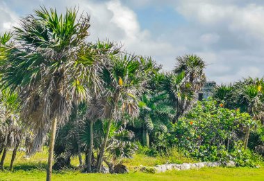 Antik Tulum, Tulum Meksika 'daki tropikal doğal orman palmiyesi ve deniz manzarasında tapınak kalıntıları ve eserlerle Maya bölgesini harabeye çeviriyor..