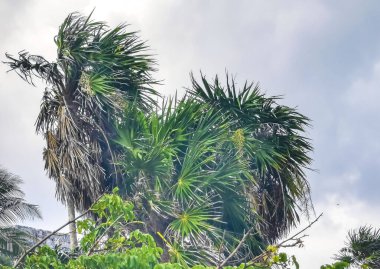 Hindistan cevizi ve mavi gökyüzü geçmişi olan tropik doğal Meksika palmiyeleri Tulum Meksika 'daki arkeolojik alanı harap ediyor..