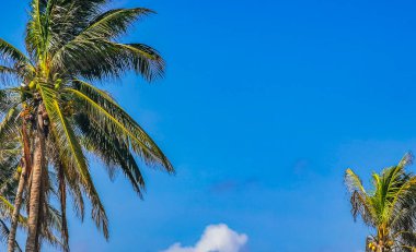 Hindistan cevizi ve mavi gökyüzü arka planına sahip tropik doğal Meksika palmiyesi Tulum Meksika 'daki arkeolojik alanı harap ediyor..