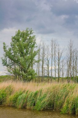 Heavy rain thunderstorm storm clouds wind in forest trees and water waves of Oste river in Hemmoor Hechthausen Cuxhaven Lower Saxony Germany.