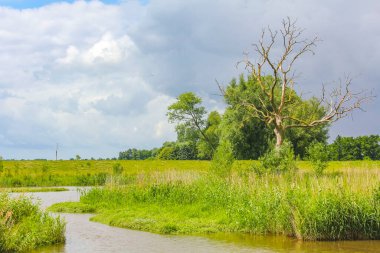 Beautiful natural landscape view panorama with forest some dead trees and water waves of Oste river in Hemmoor Hechthausen Cuxhaven Lower Saxony Germany.