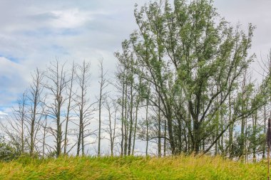 Beautiful natural landscape view panorama with forest some dead trees and water waves of Oste river in Hemmoor Hechthausen Cuxhaven Lower Saxony Germany.