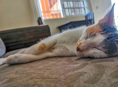 White cat is tired cleaning himself and sleeping on the sofa couch in Mexico.
