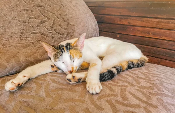 White Cat Tired Cleaning Himself Sleeping Sofa Couch Mexico — Fotografia de Stock