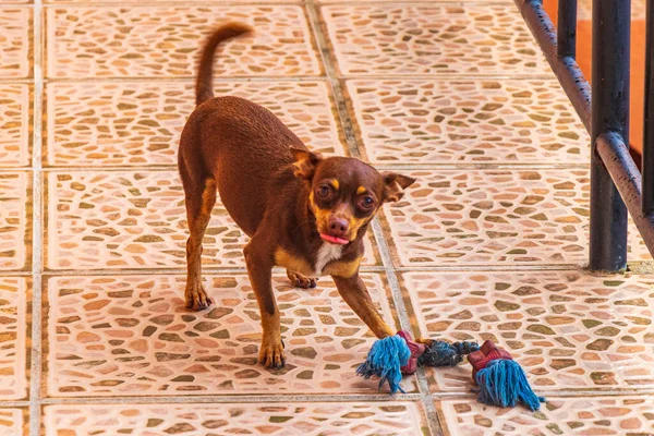 Portrait Mexican Brown Playful Russian Toy Terrier Dog While Playing — Stock fotografie