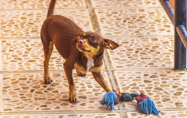 Portrait Mexican Brown Playful Russian Toy Terrier Dog While Playing — Fotografia de Stock