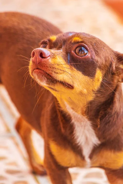 Retrato Cão Brinquedo Russo Marrom Mexicano Terrier Enquanto Olhando Adorável — Fotografia de Stock