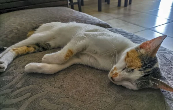 White Cat Tired Cleaning Himself Sleeping Sofa Couch Mexico — Fotografia de Stock