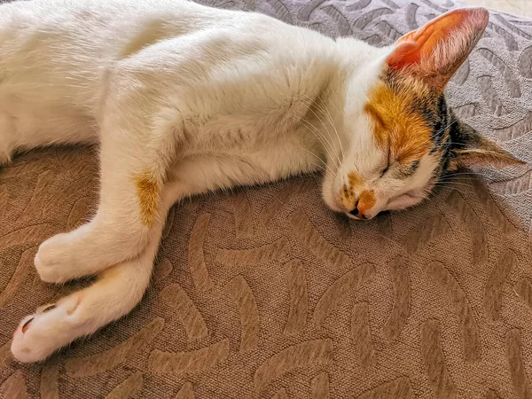 White Cat Tired Cleaning Himself Sleeping Sofa Couch Mexico — Fotografia de Stock