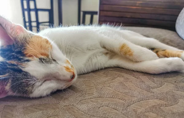 White Cat Tired Cleaning Himself Sleeping Sofa Couch Mexico — Fotografia de Stock