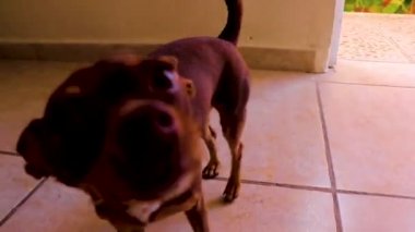 Stroking a Mexican brown russian toy terrier dog while looking lovely and cute in the camera in Playa del Carmen Mexico.