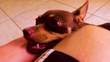 Stroking a Mexican brown russian toy terrier dog while looking lovely and cute in the camera in Playa del Carmen Mexico.
