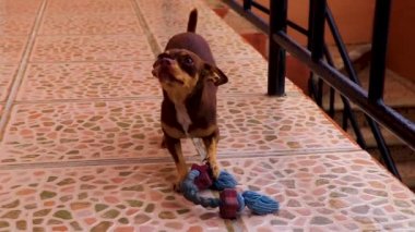 Portrait of a Mexican brown playful russian toy terrier dog while playing looking lovely and cute in the camera in Playa del Carmen Mexico.