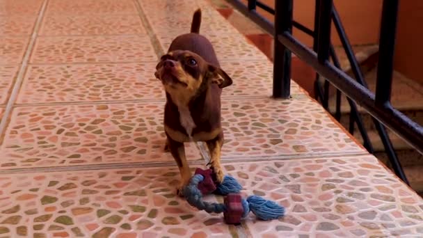 Portrait Mexican Brown Playful Russian Toy Terrier Dog While Playing — Vídeos de Stock