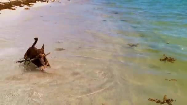 Mexican Brown Russian Toy Terrier Dog Beach Sand While Playing — Video Stock