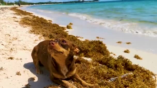 Mexican Brown Russian Toy Terrier Dog Beach Sand While Playing — Stock Video