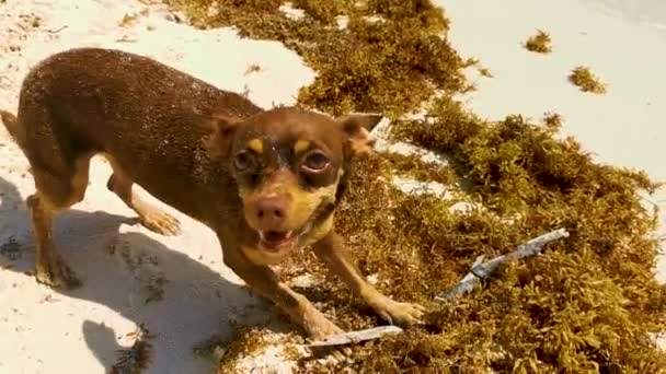 Mexican Brown Russian Toy Terrier Dog Beach Sand While Playing — стоковое видео