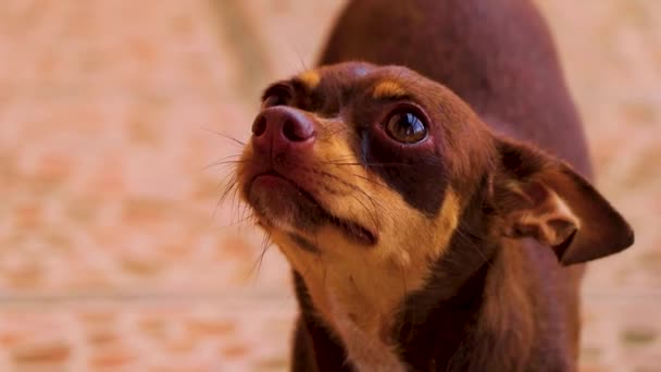 Portrait Chien Terrier Mexicain Brun Russe Jouet Tout Regardant Belle — Video