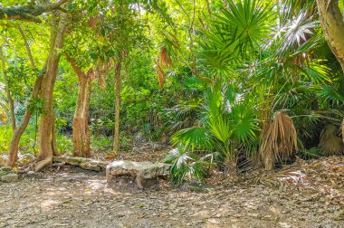 Tropical natural jungle forest palm trees at the ancient Tulum ruins Mayan site with temple ruins pyramids in Tulum Mexico.
