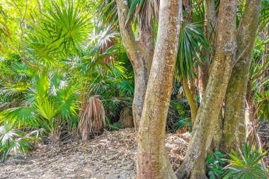 Tropical natural jungle forest palm trees at the ancient Tulum ruins Mayan site with temple ruins pyramids in Tulum Mexico.