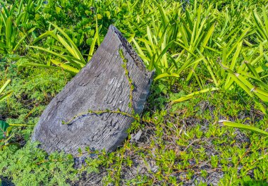 Amazing landscape panorama view with sawed off broken palm trees trunk blue sky and the natural tropical beach and the forest on the beautiful island of Contoy in Quintana Roo Mexico.