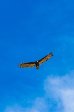 Tropical Black Turkey Vulture Cathartes aura aura flies lonely with blue cloudy sky background in Playa del Carmen Quintana Roo Mexico.