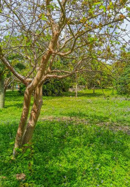 Tropical natural jungle forest palm trees at the ancient Tulum ruins Mayan site with temple ruins pyramids in Tulum Mexico.