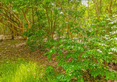 Tropical natural jungle forest palm trees at the ancient Tulum ruins Mayan site with temple ruins pyramids in Tulum Mexico.
