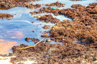 A lot of red very disgusting seaweed sargazo at tropical mexican beach and Punta Esmeralda in Playa del Carmen Mexico.