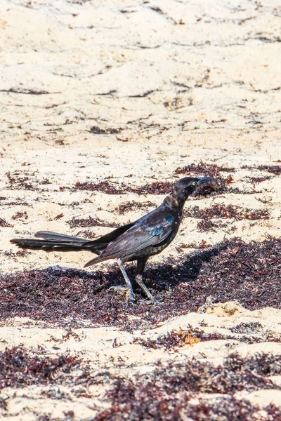 Great Tailed Grackle Quiscalus Mexicanus Male Female Bird Eating Disgusting — Fotografia de Stock