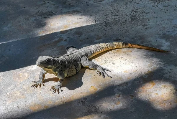 Huge Iguana Gecko Animal Ground Beautiful Paradise Island Isla Contoy — Zdjęcie stockowe