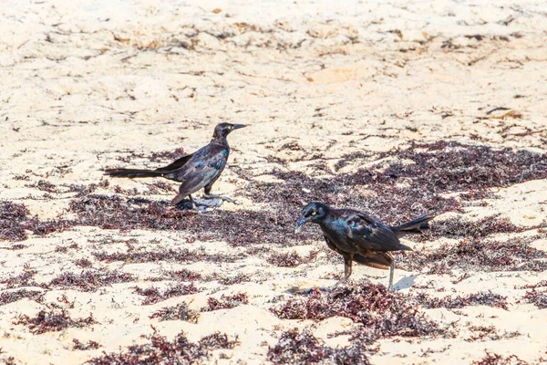 Great Tailed Grackle Quiscalus Mexicanus Male Female Bird Eating Disgusting — Foto de Stock