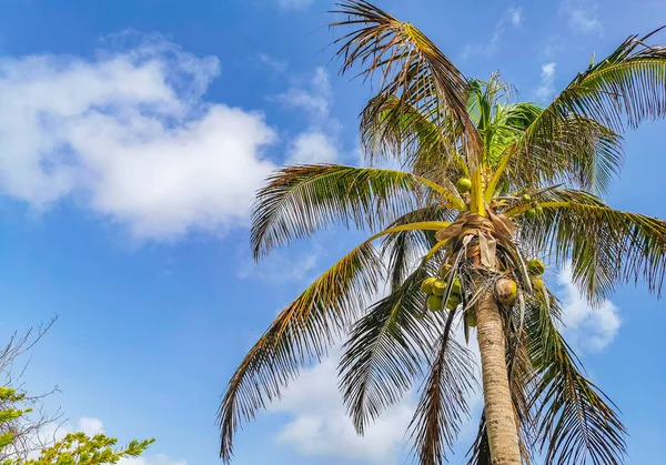 Tropical Natural Mexican Palm Tree Coconuts Blue Sky Background Tulum — стокове фото
