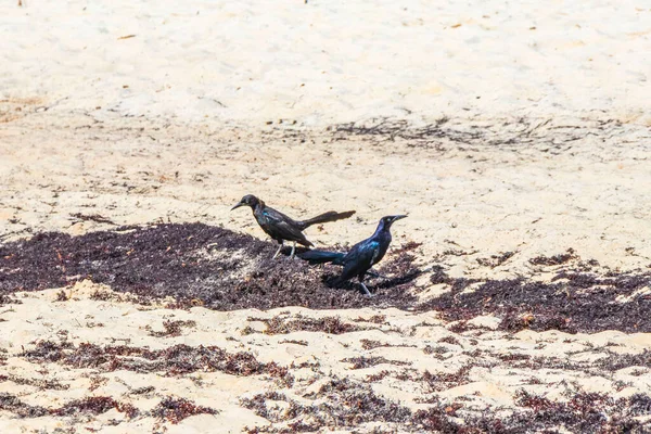 Great Tailed Grackle Quiscalus Mexicanus Male Female Bird Eating Disgusting — Foto Stock