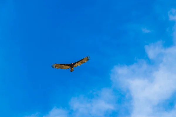 Tropical Black Turkey Vulture Cathartes Aura Aura Flies Lonely Blue — Stok fotoğraf