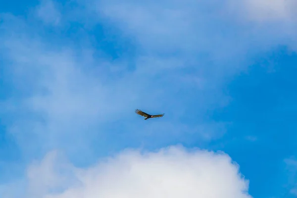 Tropical Black Turkey Vulture Cathartes Aura Aura Flies Lonely Blue — стоковое фото